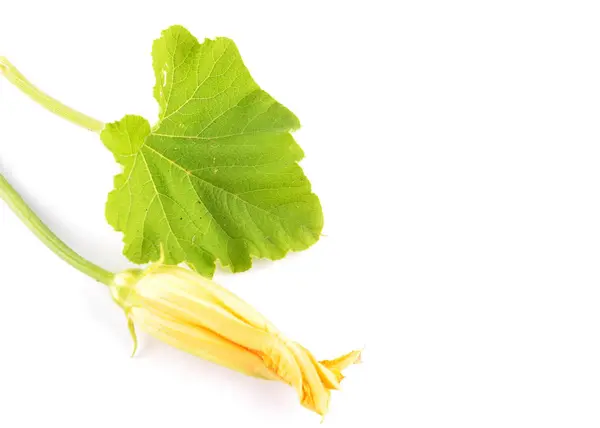 Cucurbit leaf and flower on white — Stock Photo, Image