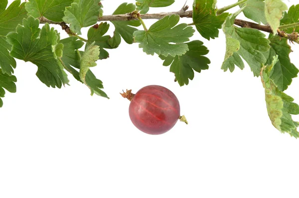 Gooseberry with twig isolated — Stock Photo, Image
