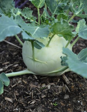 Bitkisel Bahçe tesisinde yetiştirilmektedir