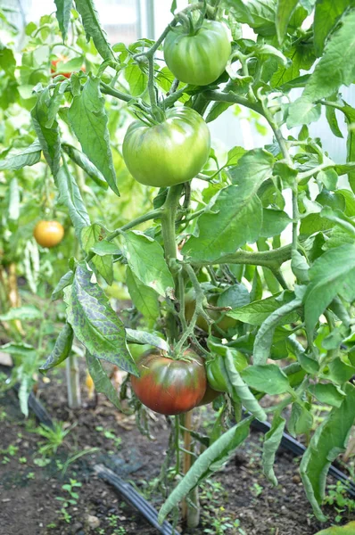 Tomatplantor och frukter i grönt hus — Stockfoto