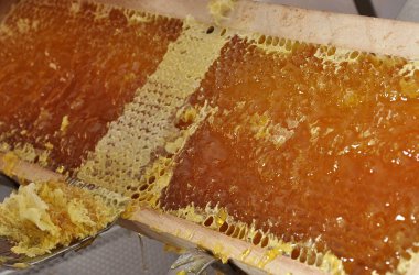 Uncapping çatal ile kapağını petek