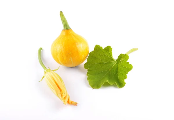 Cucurbit, leaf and flower on white — Stock Photo, Image