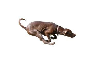 Köpek son sürat avcılık izole arka plan üzerinde