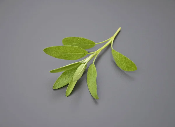 Common sage on gray — Stock Photo, Image