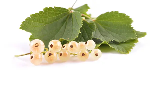 White currant with leaves on white — Stock Photo, Image