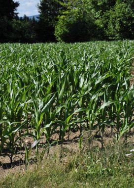 Ormanın kenarında genç Mısır