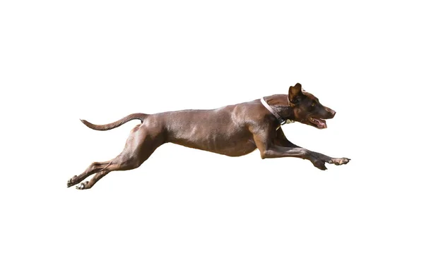 Pies myśliwski pełnej prędkości na na białym tle — Zdjęcie stockowe