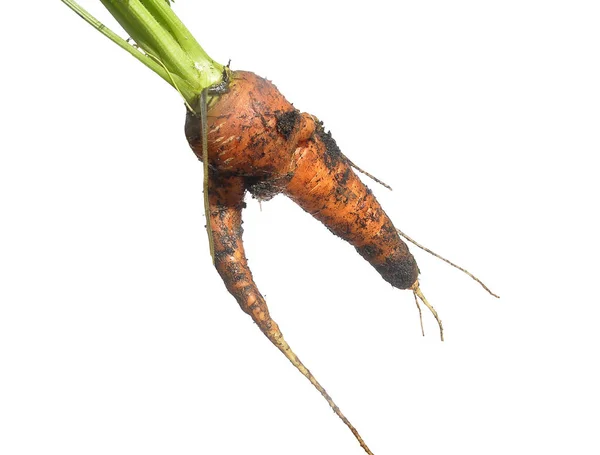 Fresh carrots isolated on white — Stock Photo, Image