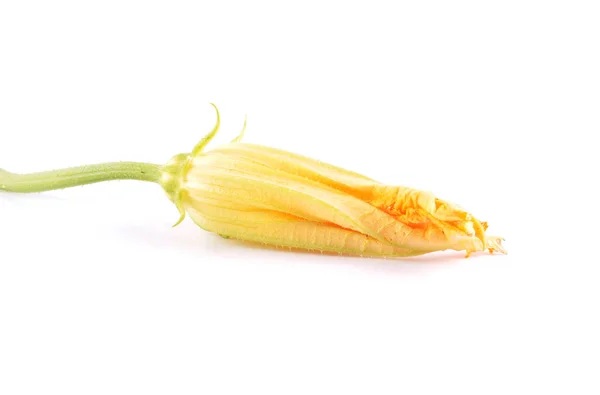 Cucurbit flor en blanco — Foto de Stock