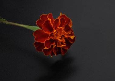 Tagetes siyah arka plan üzerine