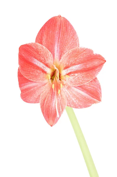 Blossom Amaryllis Isolated White — Stock Photo, Image