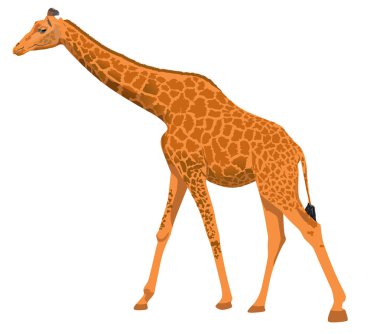 El çizmek izole zürafa