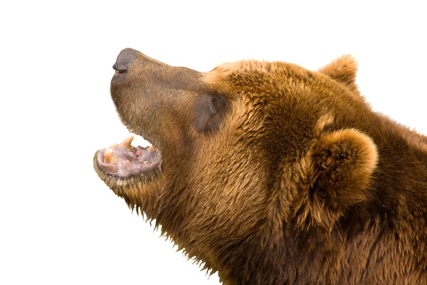 Καφέ αρκούδα μουγκρίζει — Φωτογραφία Αρχείου