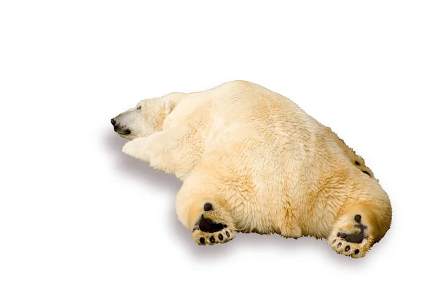 Polar bear sleeps — Stock Photo, Image