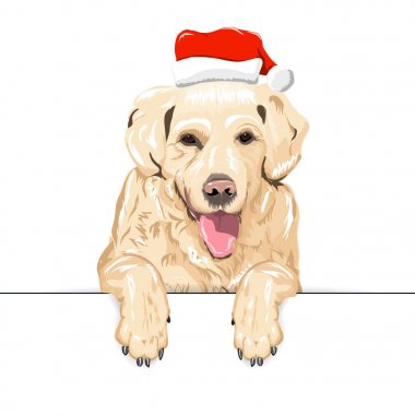 Sarı köpek Santa Claus şapka içinde