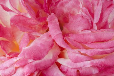 closeup çiçek arka plan