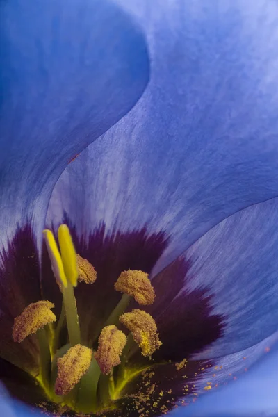 Nahaufnahme Blume Hintergrund — Stockfoto