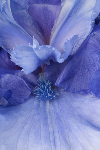 closeup flower background