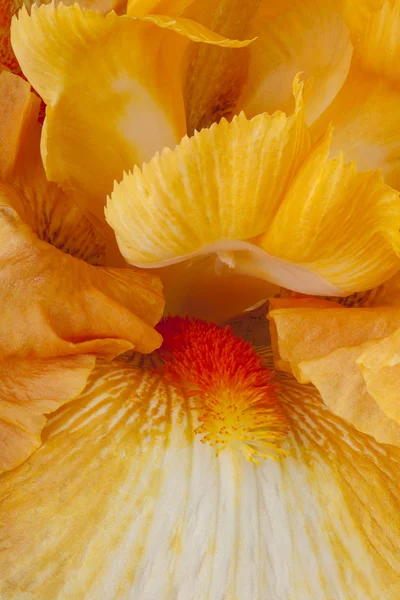 Closeup flower background — Stock Photo, Image