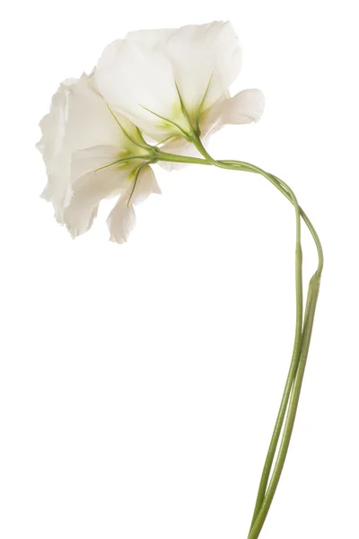 Flower isolated on white — Stock Photo, Image