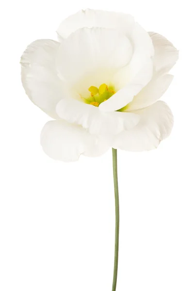 Fleur isolée sur blanc — Photo
