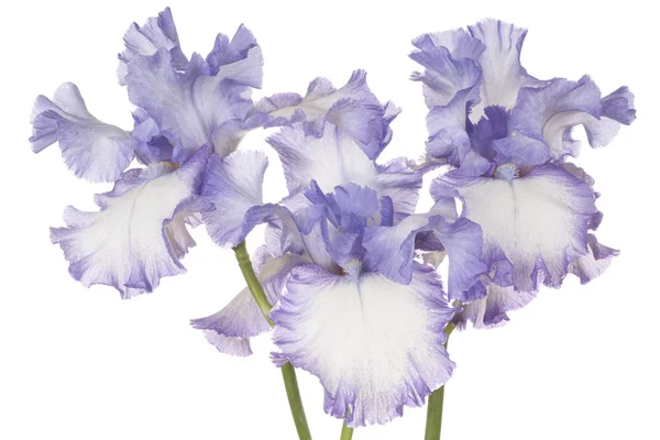 Blomma isolerad på vit — Stockfoto