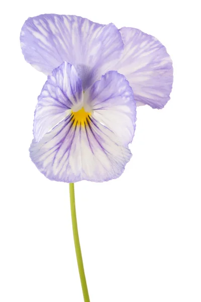 Flower isolated on white — Stock Photo, Image