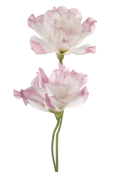 Flower isolated on white — Stock Photo, Image