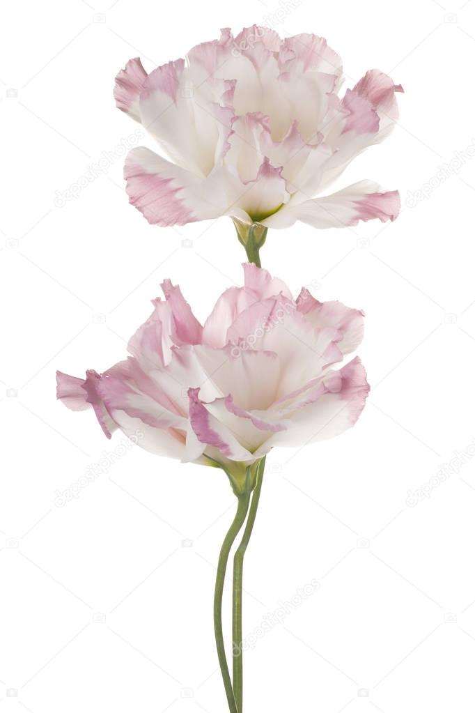 flower isolated on white