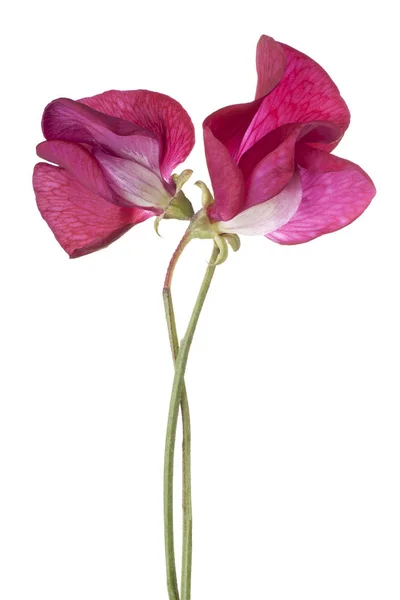 Flower isolated on white — Stock Photo, Image