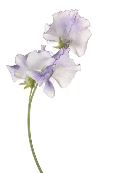 Beyaz izole çiçek — Stok fotoğraf