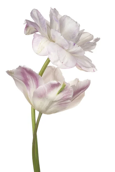 Λουλούδι απομονωθεί σε λευκό — Φωτογραφία Αρχείου