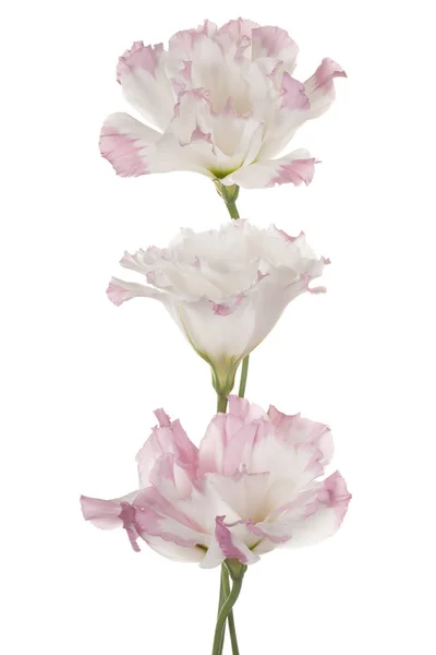 Fiore isolato su bianco — Foto Stock