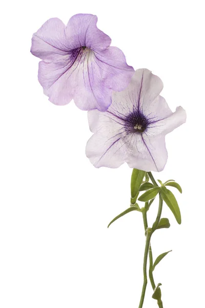 Flor aislada en blanco — Foto de Stock