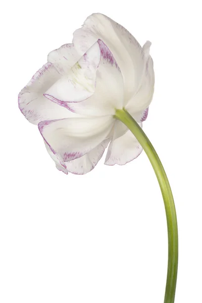 Flower isolated on white — Stock Photo, Image