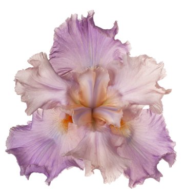 izole iris çiçeği