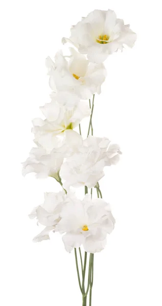 Eustoma květina izolované — Stock fotografie