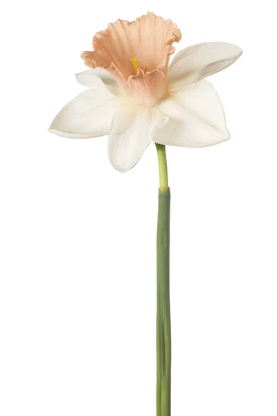 Flor de narciso aislada — Foto de Stock