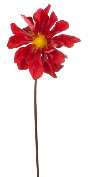 Dahlia blomma isolerade — Stockfoto