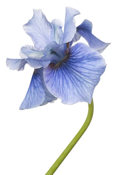 Iris bloem geïsoleerd — Stockfoto