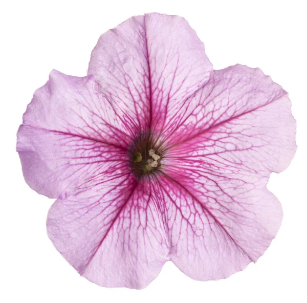 Petunia bloem geïsoleerd — Stockfoto