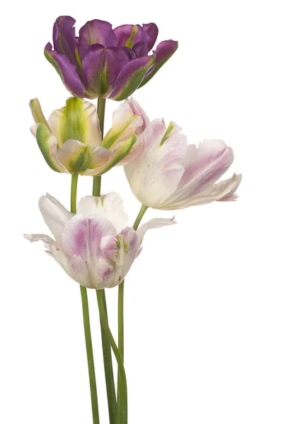 Tulip flower geïsoleerd — Stockfoto