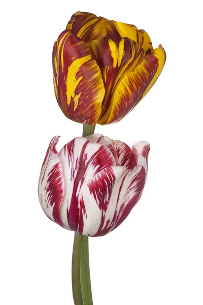 Flor de tulipán aislada — Foto de Stock