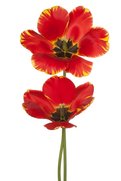 Fleurs de tulipes isolées — Photo
