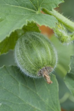 Yumurtalık kavun bitki