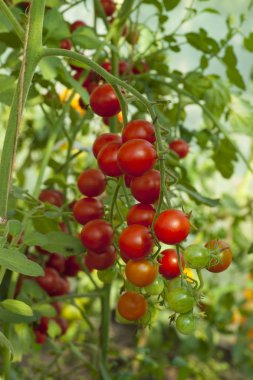 domates bitkileri sera içinde