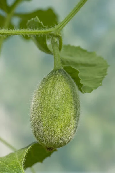 Äggstocken melon växtart — Stockfoto