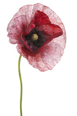 haşhaş çiçeği izole