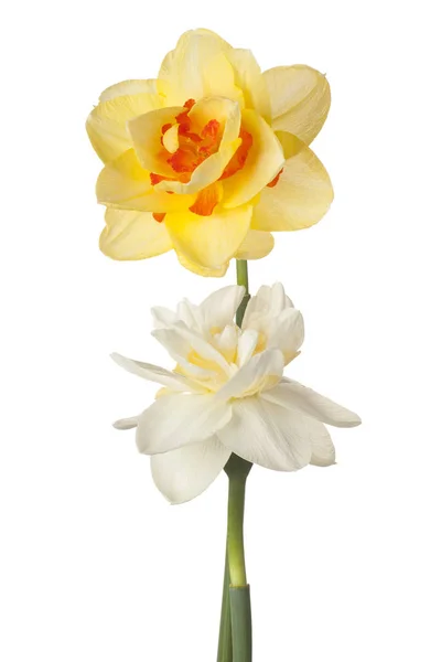 Daffodil flower isolated — Stock Photo, Image