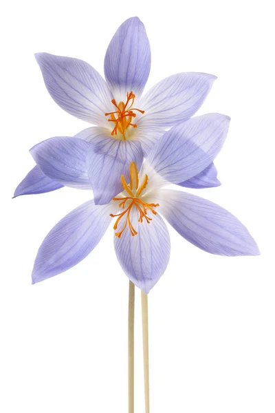 Crocus blomma isolerade — Stockfoto